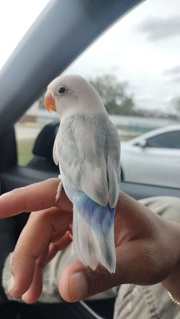 lovebird-for-sale-in-kissimmee-fl