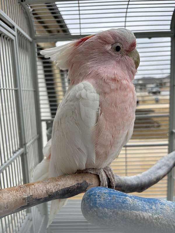 cockatoo-for-sale