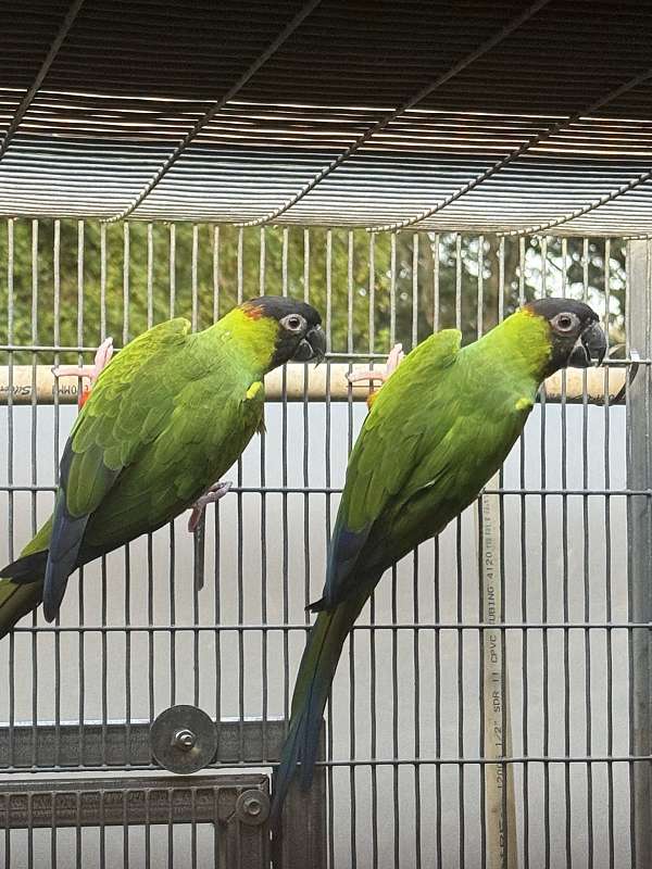 mixed-nanday-conure-for-sale