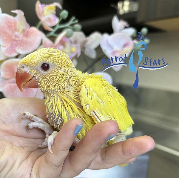 ringneck-parakeet-for-sale