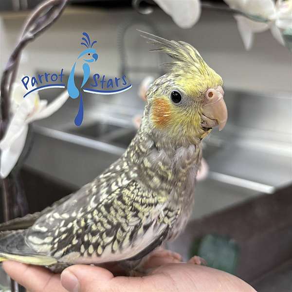 cockatiel-for-sale