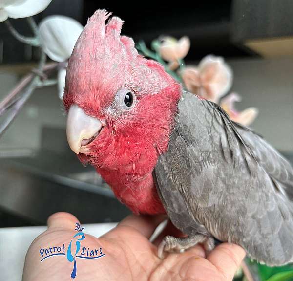 rose-breasted-cockatoo-for-sale