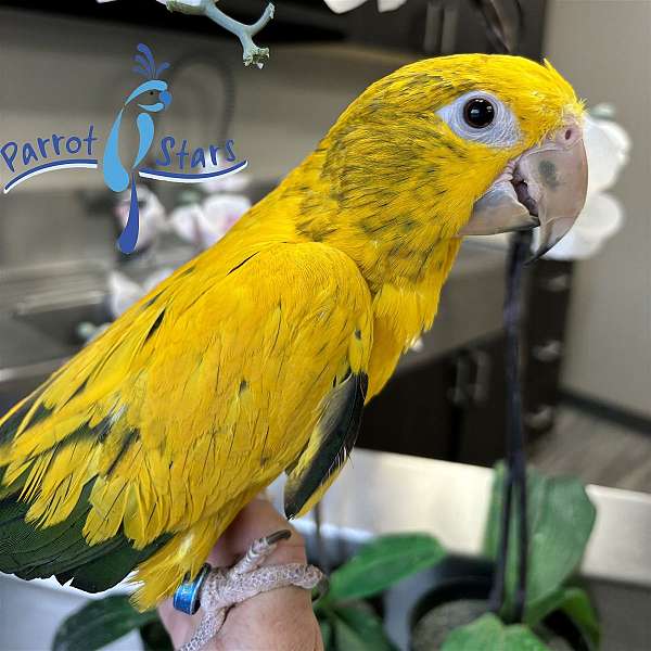 golden-conure-for-sale