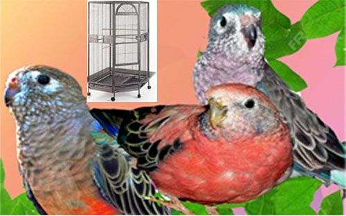 bourke-parakeet-for-sale-in-pleasant-hill-mo