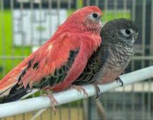 pink-bird-for-sale-in-pleasant-hill-mo