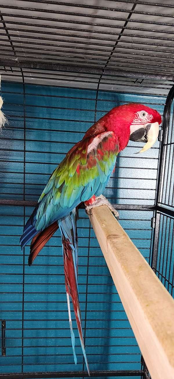 green-wing-macaw-for-sale