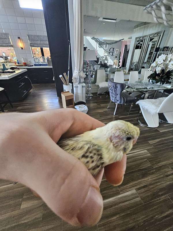 budgerigar-parakeet-for-sale-in-las-vegas-nv