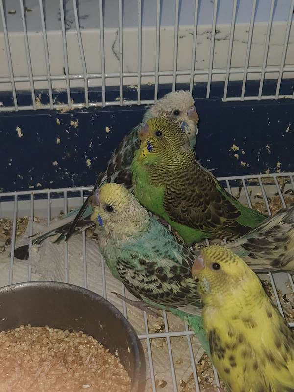 budgerigar-parakeet-for-sale