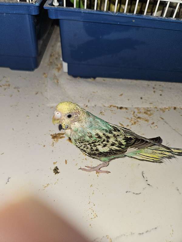 parakeet-for-sale-in-las-vegas-nv