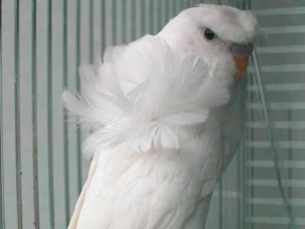 budgerigar-parakeet-for-sale-in-paterson-nj-nj