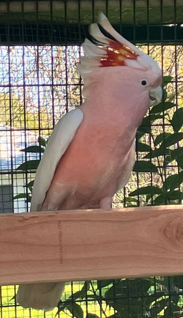 cockatoo-for-sale-in-stanton-ca