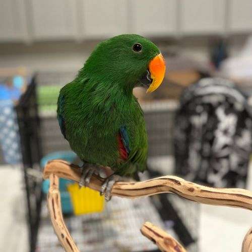 eclectus-parrots-solomon-island-parrots-for-sale-in-hutto-tx