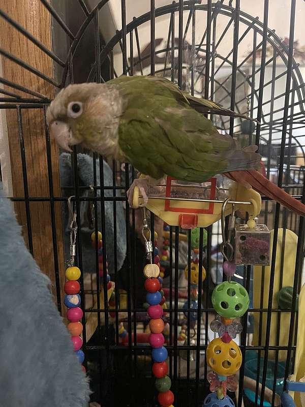 green-cheek-conure-for-sale-in-sylva-nc