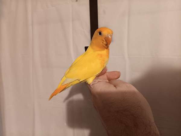 orange-yellow-bird-for-sale-in-wichita-ks