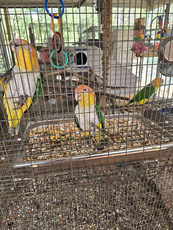 caique-for-sale-in-magnolia-tx