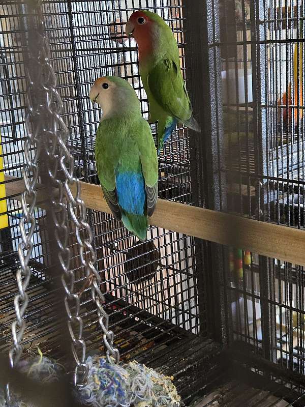 bonded-pair-tame-lovebird-for-sale