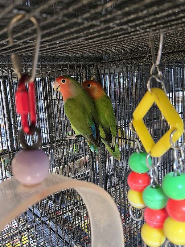 bonded-pair-tame-bird-for-sale-in-manassas-va