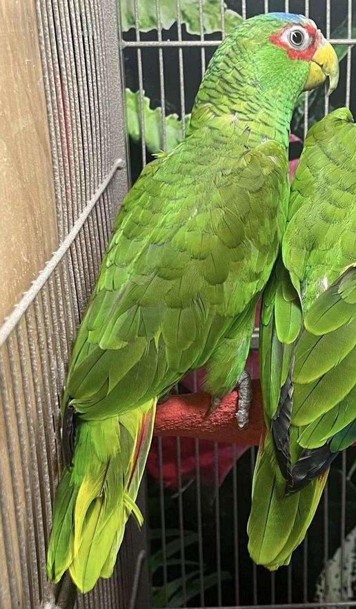 white-aggressive-tame-bird-for-sale