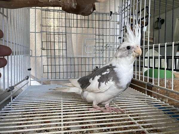 cockatiel-for-sale