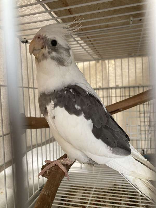 cockatiel-for-sale-in-stockton-ca