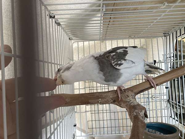 young-cockatiel-for-sale