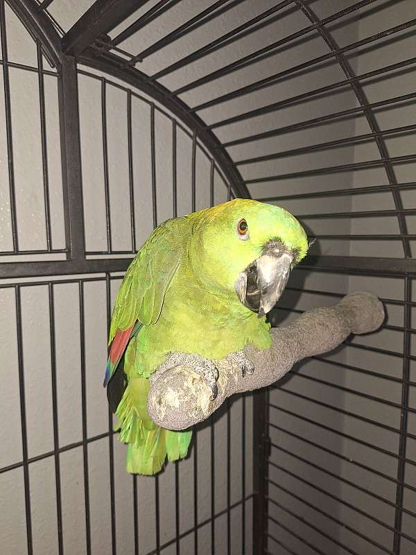 amazon-parrot-for-sale-in-american-falls-id