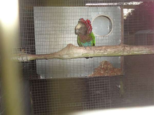 parrot-for-sale