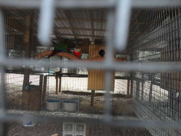 crimson-bellied-conure-for-sale