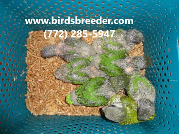 poicephalus-parrots-for-sale