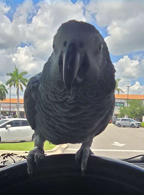 congo-african-grey-parrot-for-sale-in-north-port-fl