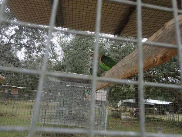 cherry-brown-necked-poicephalus-parrots-for-sale