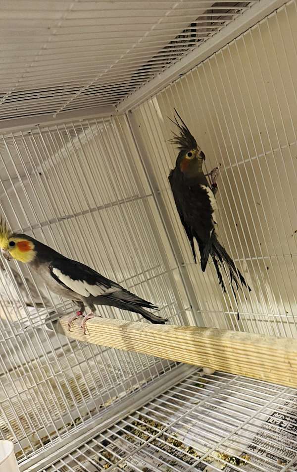 pied-bird-for-sale-in-clarksburg-md