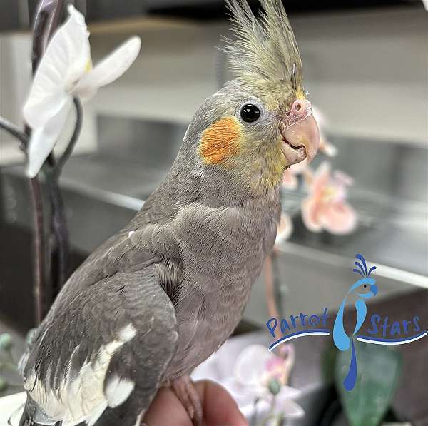 cockatiel-for-sale