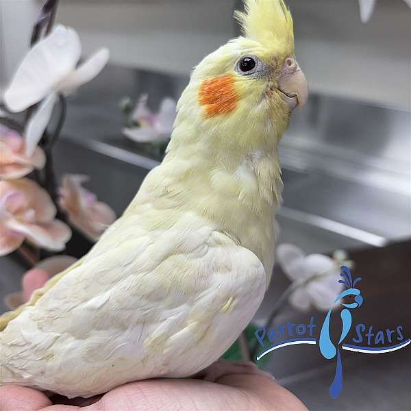 cockatiel-for-sale