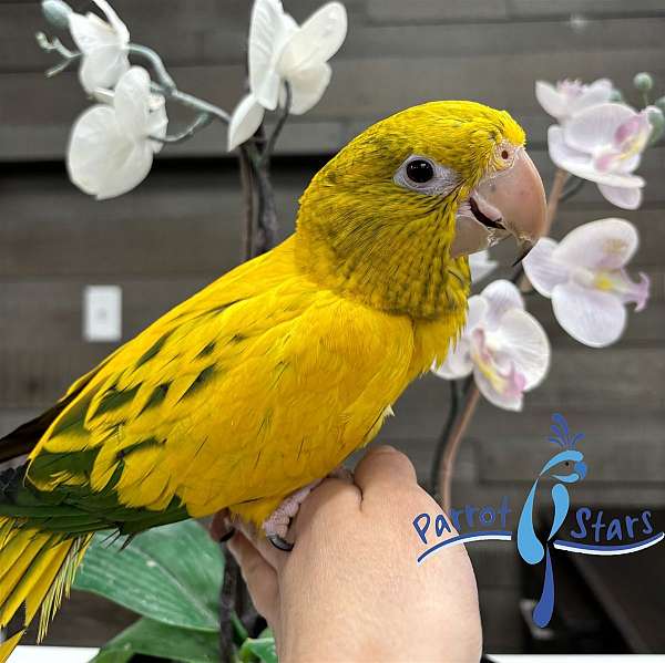 golden-conure-for-sale