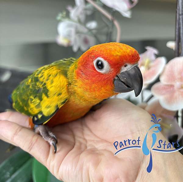 sun-conure-for-sale