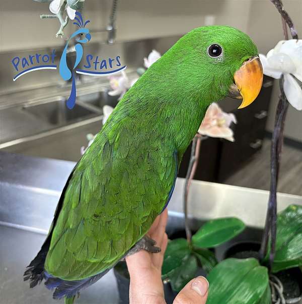 solomon-island-eclectus-parrots-for-sale