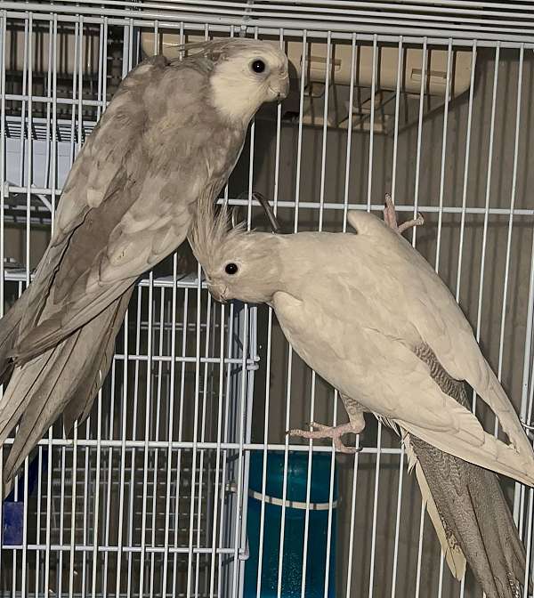 cockatiel-for-sale