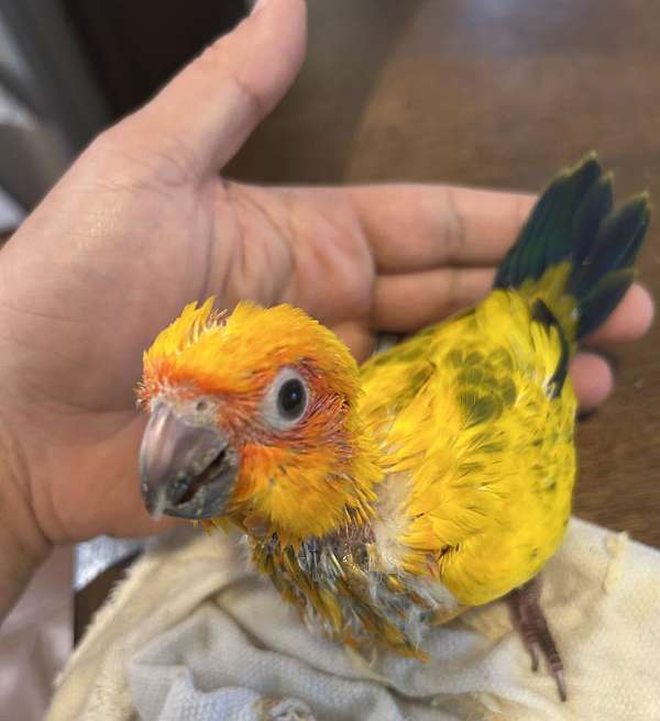 sun-conure-for-sale