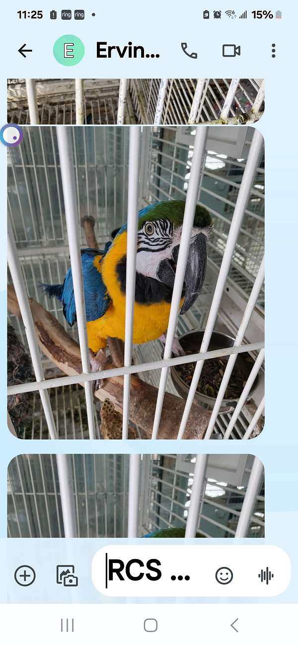 blue-gold-macaw-for-sale-in-farmington-hills-mi