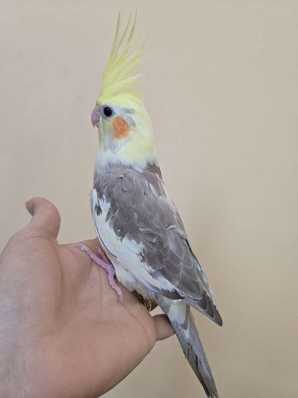 cockatiel-for-sale