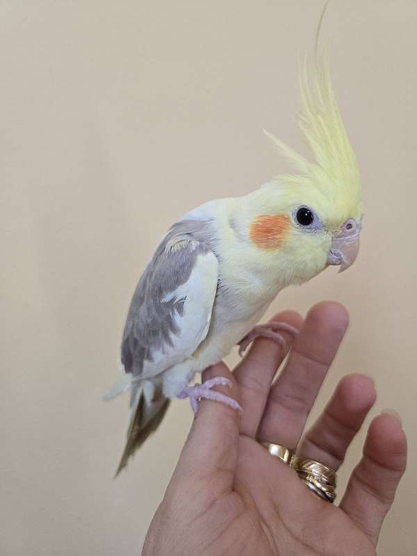 cockatiel-for-sale