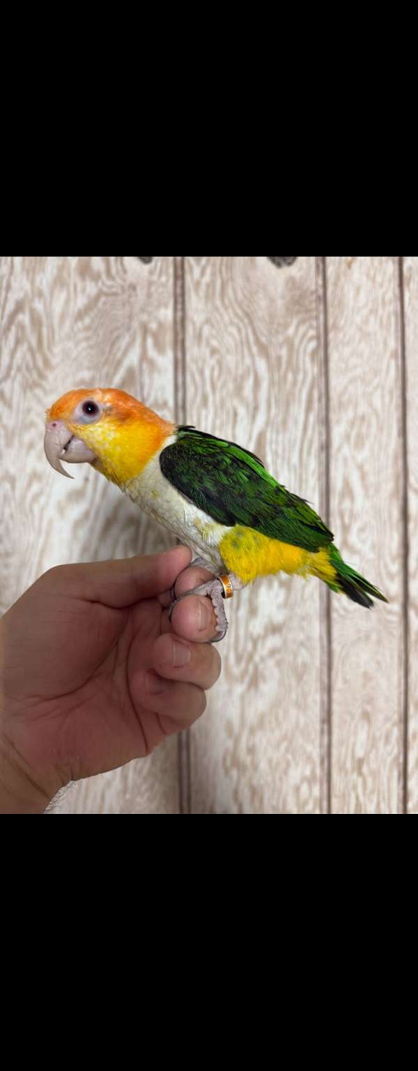 caique-for-sale