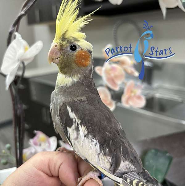 cockatiel-for-sale