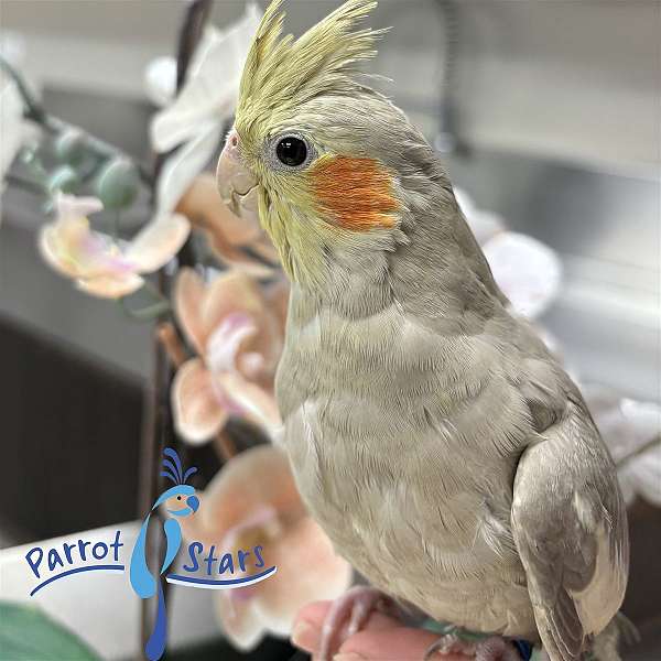 cockatiel-for-sale