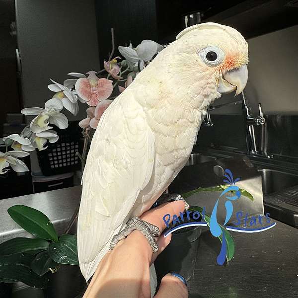 goffin-cockatoo-for-sale