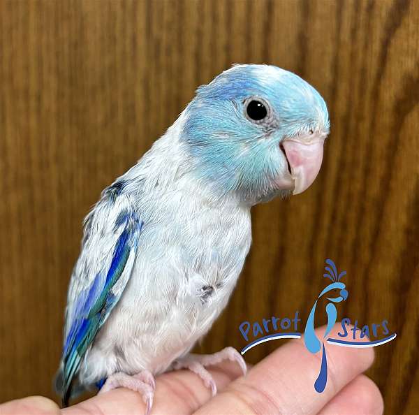 pacific-parrotlet-for-sale