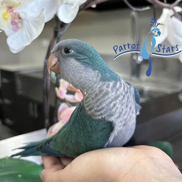 quaker-parrots-for-sale