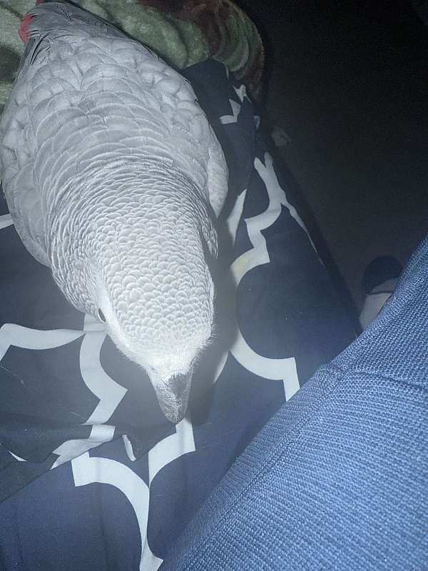 african-grey-parrot-for-sale-in-schwenksville-pa