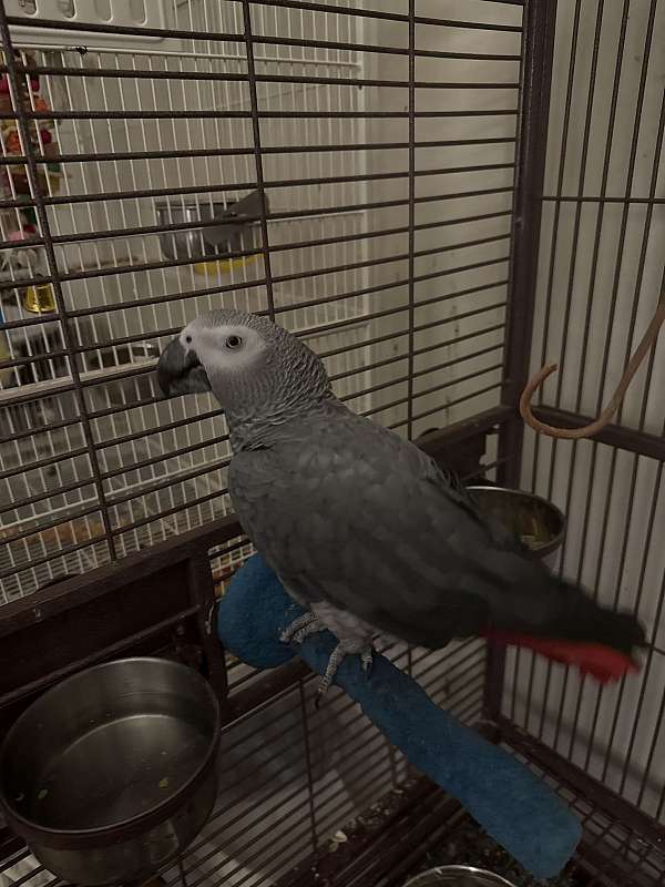 grey-bird-for-sale-in-schwenksville-pa